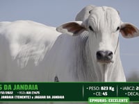 Lote 03