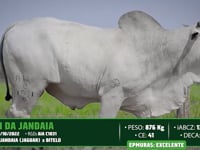 Lote 04