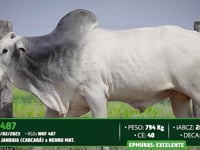 Lote 05