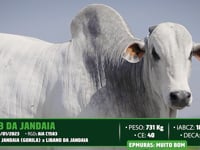Lote 07