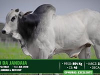 Lote 11