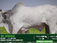 Lote 13
