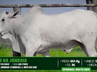 Lote 107