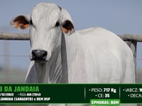 Lote 114
