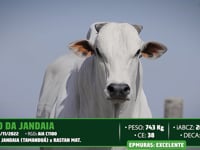Lote 19