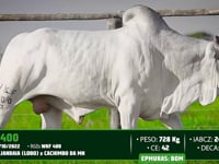 Lote 117