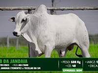 Lote 121