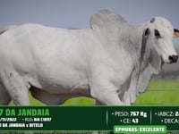 Lote 20