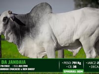 Lote 125