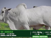 Lote 21
