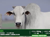 Lote 22
