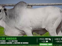 Lote 142