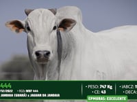 Lote 25