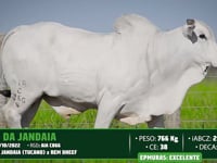 Lote 26