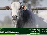Lote 147