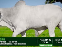 Lote 153