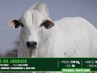 Lote 27