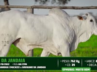 Lote 155