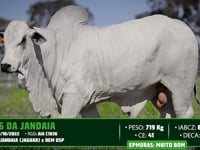 Lote 161
