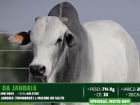 Lote 31