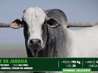 Lote 32