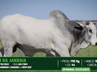 Lote 33