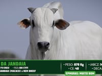 Lote 37