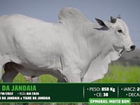 Lote 38