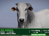 Lote 39