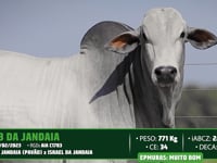 Lote 44