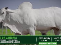 Lote 47