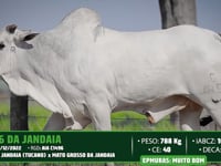 Lote 49