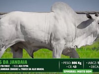 Lote 51