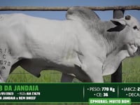 Lote 53