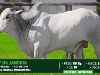 Lote 54