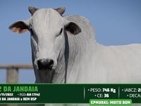 Lote 55