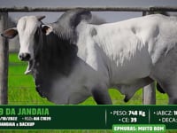 Lote 56