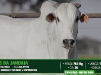 Lote 58