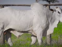 Lote 71