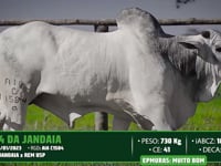 Lote 74