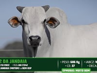 Lote 79