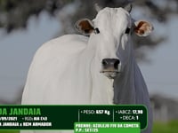 Lote 02