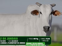 Lote 05