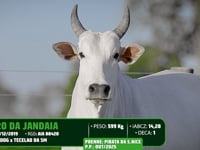 Lote 06