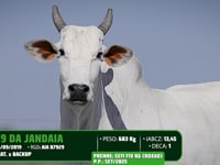 Lote 07