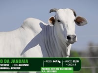 Lote 08
