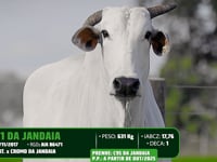 Lote 13