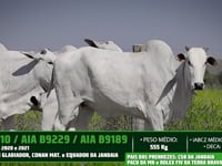 Lote 15