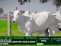 Lote 23