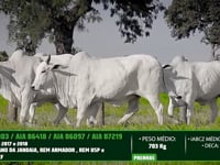 Lote 28